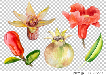 Pomegranate, hand-drawn watercolor illustration. Pomegranate fruits, pomegranate seeds, leaves, and flowers, hand-drawn in watercolor. 133205554