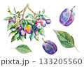 Plum branch with leaves, watercolor illustration. Hand drawn branch with plum fruits, bright watercolor illustration for design 133205560