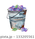 Watercolor illustration of plum with leaves, hand drawn blue plum with green leaves 133205561