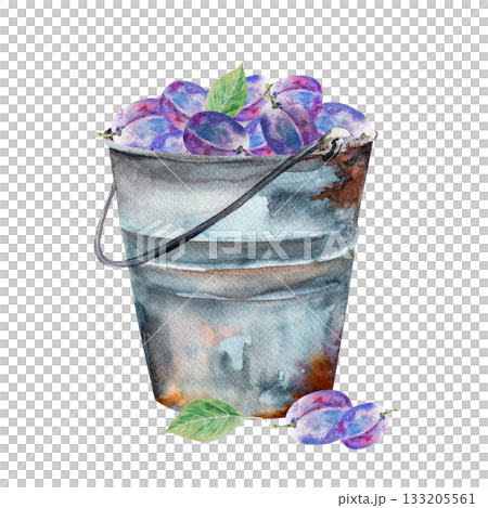 Watercolor illustration of plum with leaves, hand drawn blue plum with green leaves Watercolor illustration of plum with leaves, hand drawn blue plum with green leaves 133205561