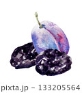 Prunes, dried plum, watercolor illustration, hand drawing 133205564