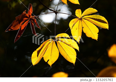 トチノキの紅葉 トチノキの紅葉 133205761
