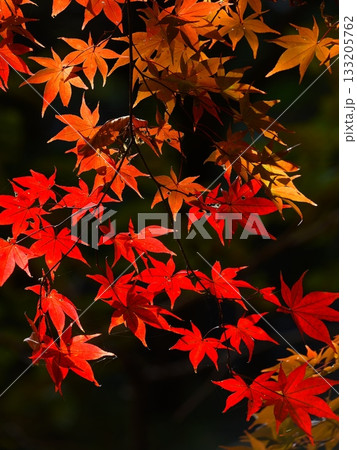 真っ赤な紅葉 真っ赤な紅葉 133205762
