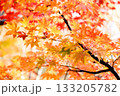 鮮やかに紅葉したモミジの葉 133205782