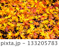 鮮やかなモミジの落ち葉 133205783