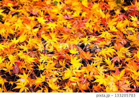 鮮やかなモミジの落ち葉 133205783