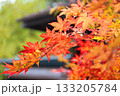 鮮やかな紅葉 133205784