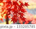 山の中で撮った一枚、美しい紅葉 133205785