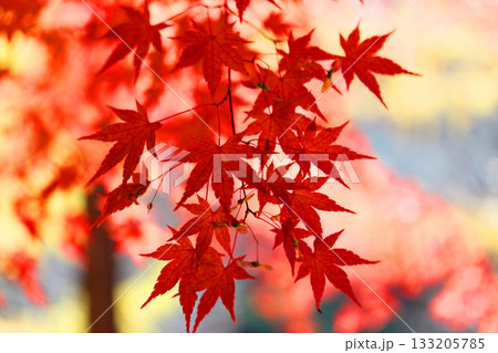 山の中で撮った一枚、美しい紅葉 133205785