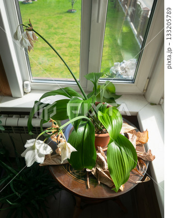 Eucharis Lily Flower by Window Still Life 133205789