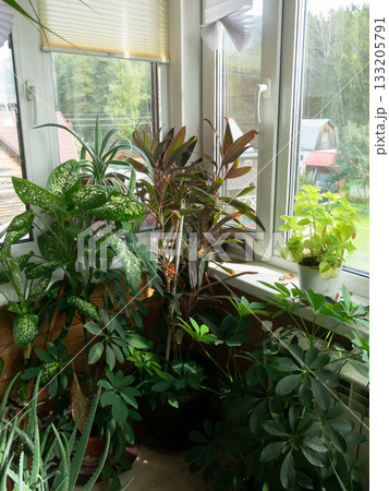 Cordyline Plants and Many More at Window Cordyline Plants and Many More at Window 133205791