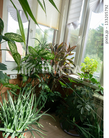 Cordyline Plants and Many More at Window Cordyline Plants and Many More at Window 133205792