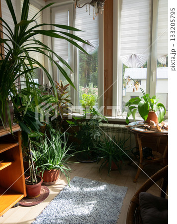 Dracaena Plants: Sunlit Indoor Garden and Comfort 133205795