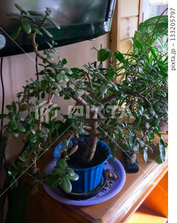 Jade Plant and Greenery Indoor Scene 133205797