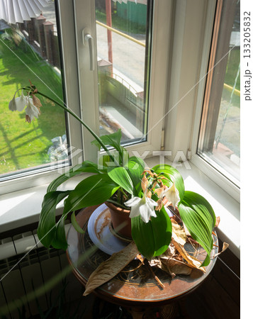 Eucharis Lily Home By Bright Window Scene 133205832