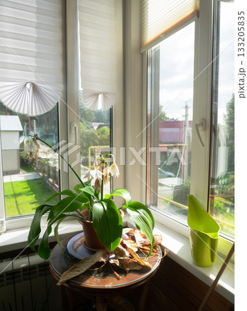 Eucharis Lily Flower by Window Still Life 133205835