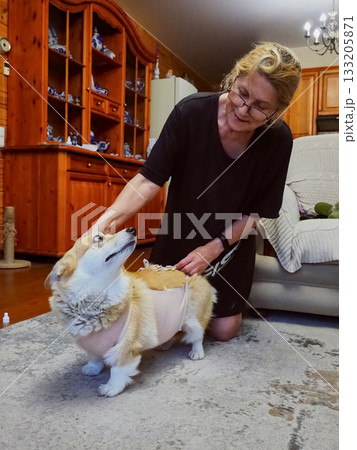 Woman Tying Bandage Dog Post-Surgery Woman Tying Bandage Dog Post-Surgery 133205871
