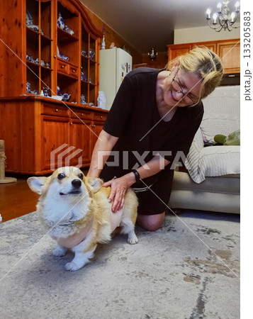 Woman Tying Bandage Dog Post-Surgery 133205883