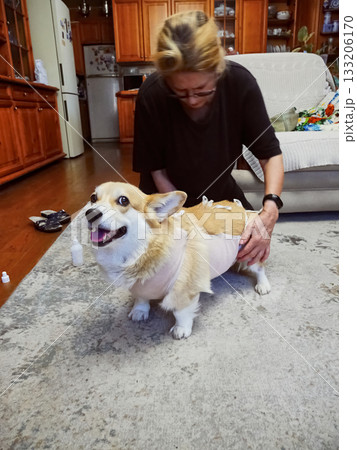 Woman Tying Bandage Dog Post-Surgery 133206170