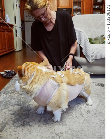 Woman Tying Bandage Dog Post-Surgery 133206171
