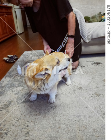 Woman Tying Bandage Dog Post-Surgery 133206179