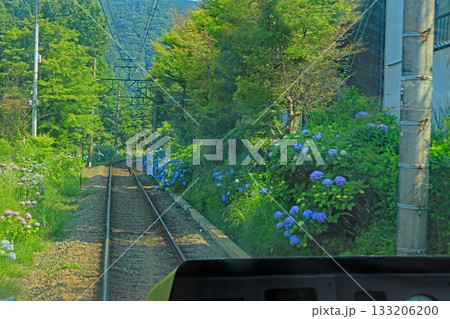 箱根アジサイ電車 箱根アジサイ電車 133206200