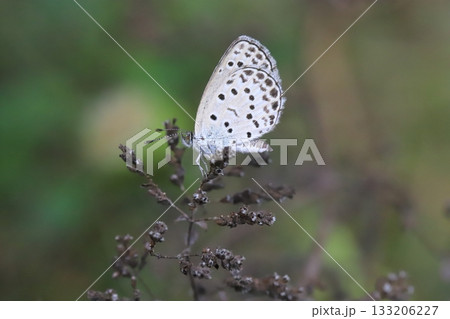 秋の野原で枯草に止まるヤマトシジミ蝶 133206227