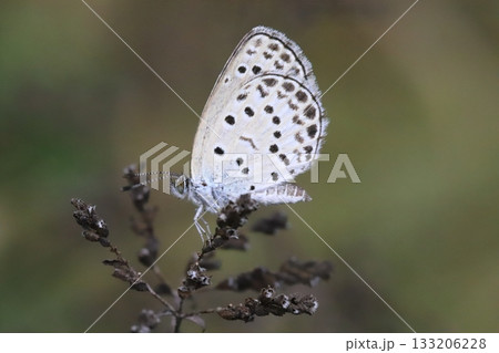 秋の野原で枯草に止まるヤマトシジミ蝶 秋の野原で枯草に止まるヤマトシジミ蝶 133206228