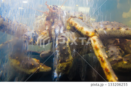 Seafood. Crab in aquarium 133206255