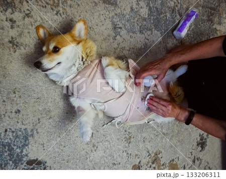 Woman Caring for Dog Post-Surgery 133206311