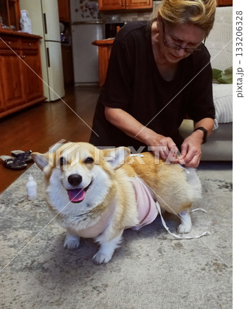 Woman Tying Bandage Dog Post-Surgery 133206328