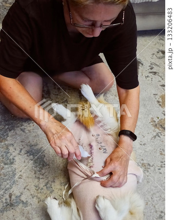 Woman Caring for Dog Post-Surgery Woman Caring for Dog Post-Surgery 133206483