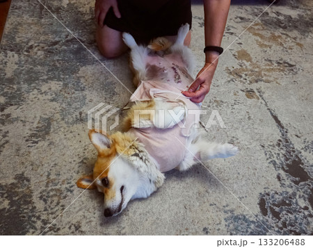 Woman Caring for Dog Post-Surgery 133206488