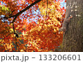 日本栗鼠と美しい紅葉 133206601
