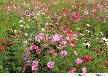 秋桜 133206684