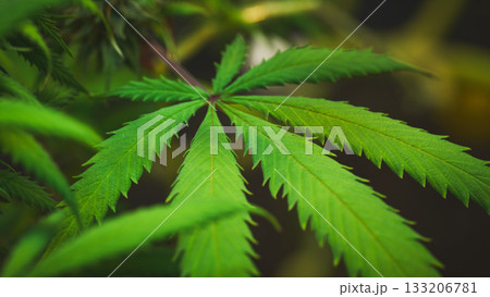 Detailed view of a healthy cannabis leaf in sunlight 133206781