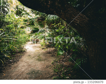 由布島 由布島 133206870