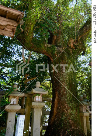 石清水八幡宮の境内にある大クスノキ 133206988