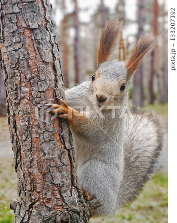 Squirrel Portrait: Cute Forest Friend on a Tree Squirrel Portrait: Cute Forest Friend on a Tree 133207192