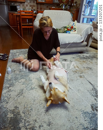 Woman Tying Bandage Dog Post-Surgery Woman Tying Bandage Dog Post-Surgery 133207201