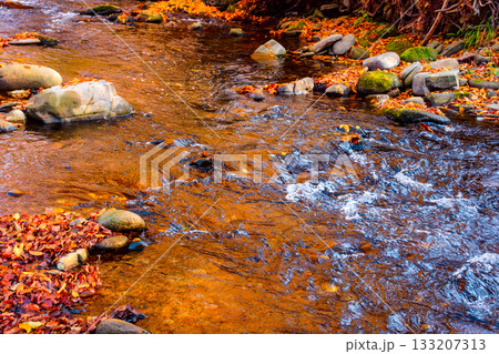 autumn leaves on the calm water surface. reflection of forest in orange colors. fall season nature background on a sunny day. harmony and balance in deciduous carpathian woods autumn leaves on the calm water surface. reflection of forest in orange colors. fall season nature background on a sunny day. harmony and balance in deciduous carpathian woods 133207313