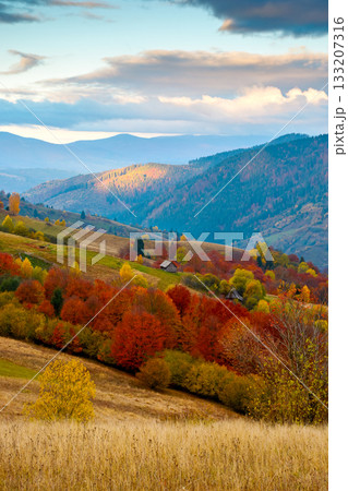 mountain landscape of ukraine countryside on autumn morning. beautiful view of carpathian range with dappled light on forested slopes in colorful foliage. picturesque place with rolling hills 133207316