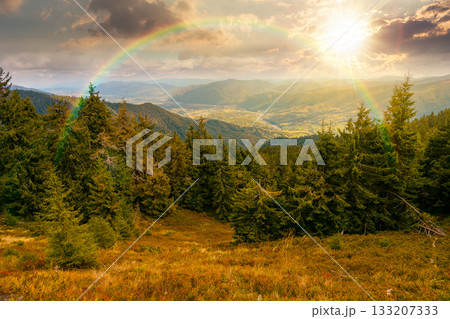 coniferous forest in mountain landscape at sunset. scenic place in national park in mountains in evening light. panoramic view of valley and lush green slope. storytelling image under the rainbow 133207333