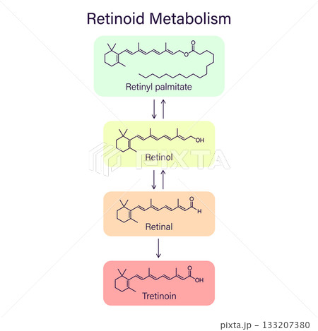 Scheme retinoid metabolism chain, dermatology skin care theme infographic 133207380