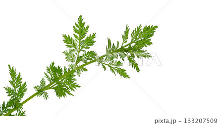 Close up photo of green branch of a shrub of a wormwood plant with green spreading leaves isolated on white background with a cut-out contour, clipped path. Blank for artwork with empty copy space Close up photo of green branch of a shrub of a wormwood plant with green spreading leaves isolated on white background with a cut-out contour, clipped path. Blank for artwork with empty copy space 133207509
