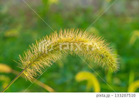 Amazingly beautiful ears of plant closeup on blurred green background. Element of landscape design to decorate adjacent plot of land. Landscaping and creating comfort in house Amazingly beautiful ears of plant closeup on blurred green background. Element of landscape design to decorate adjacent plot of land. Landscaping and creating comfort in house 133207510