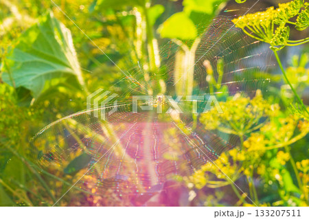 Beautiful natural photo of large spider web with spider in center on a colorful blurred background with green, yellow, orange light on summer day. Focus on threads, pink, purple glare from sunlight Beautiful natural photo of large spider web with spider in center on a colorful blurred background with green, yellow, orange light on summer day. Focus on threads, pink, purple glare from sunlight 133207511