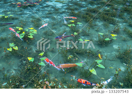 《岐阜県》モネの池・秋 133207543