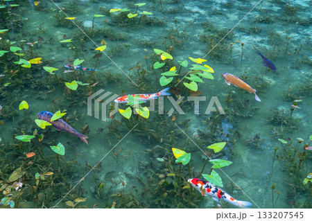 《岐阜県》モネの池・秋 《岐阜県》モネの池・秋 133207545