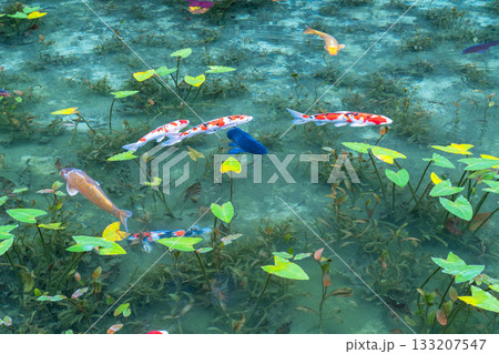 《岐阜県》モネの池・秋 133207547